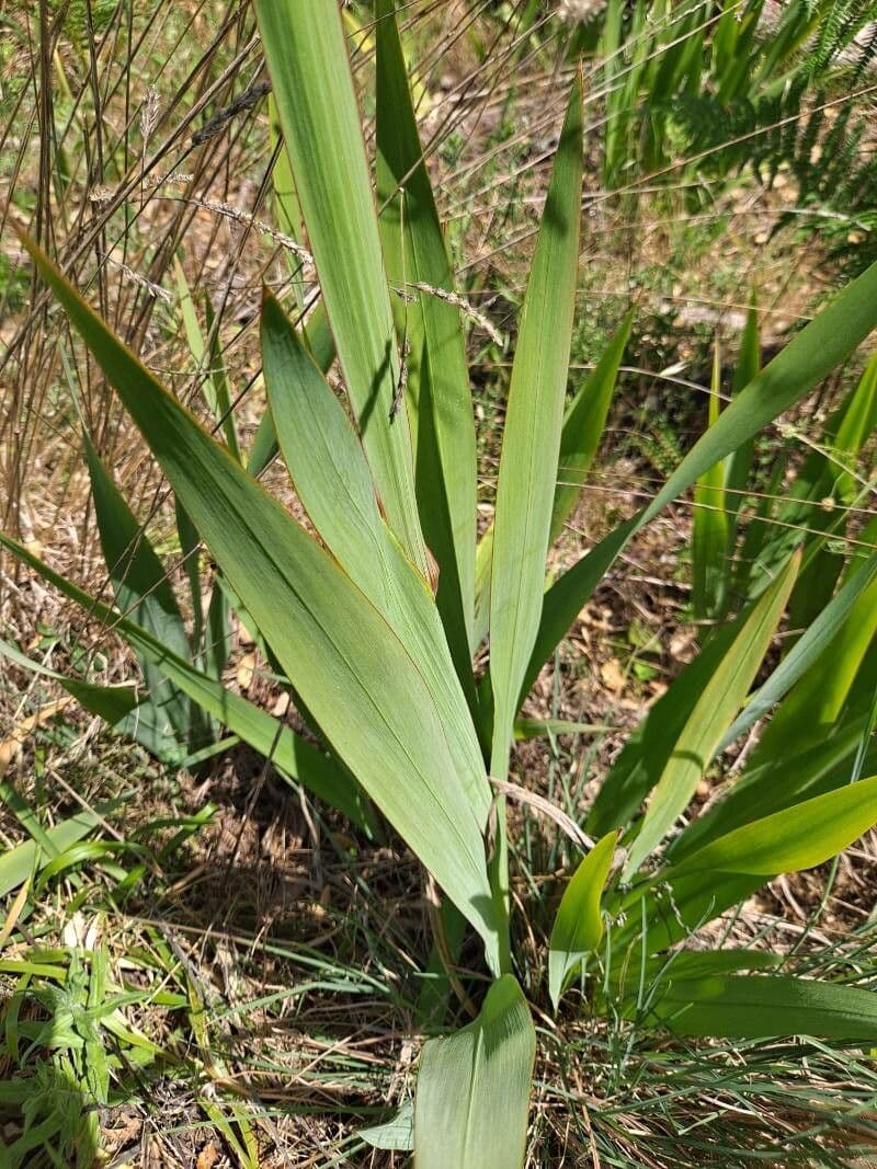Watsonia meriana 17