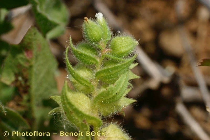 Nonea 3