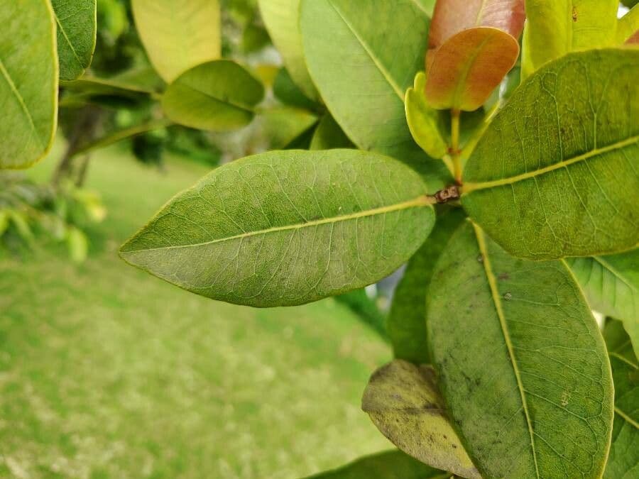 Syzygium 4