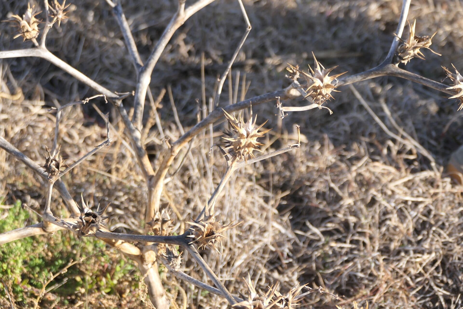 Datura 11