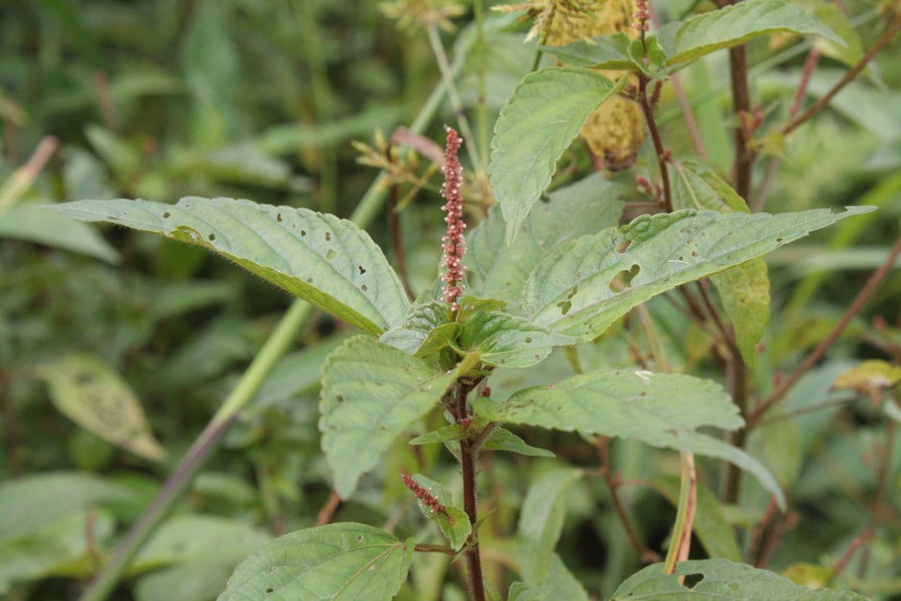 Acalypha australis 6