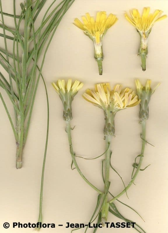 Scorzonera graminifolia 7