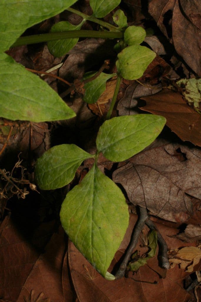 Valeriana pauciflora 13