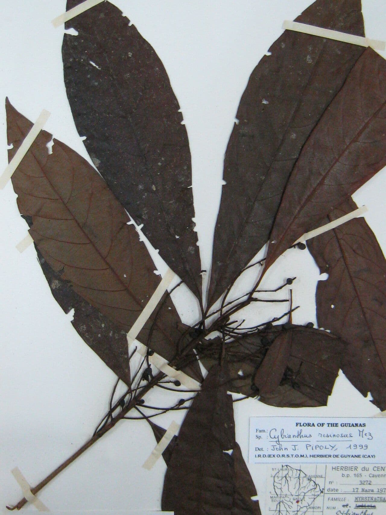 Cybianthus 2