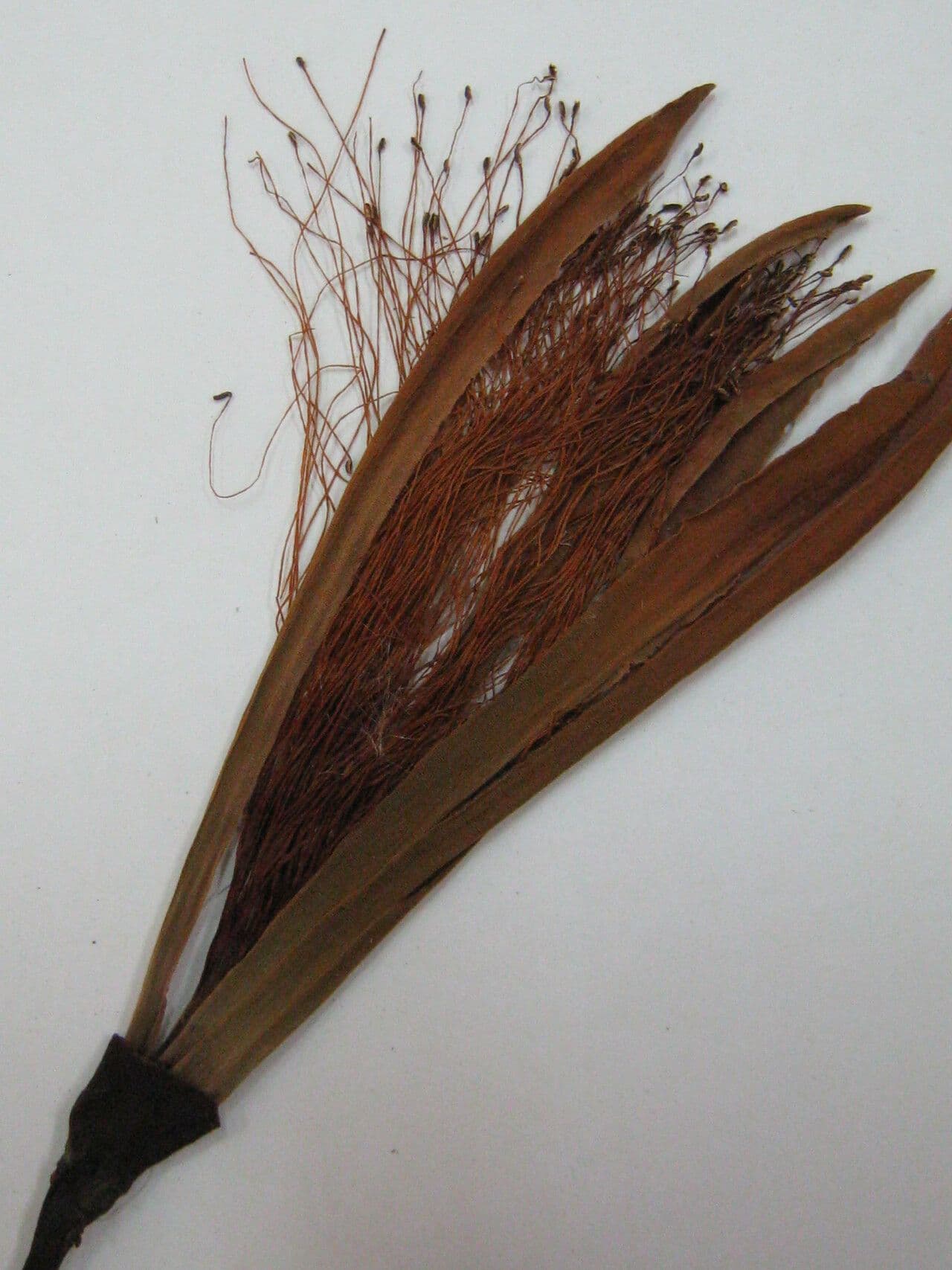 Pachira 7