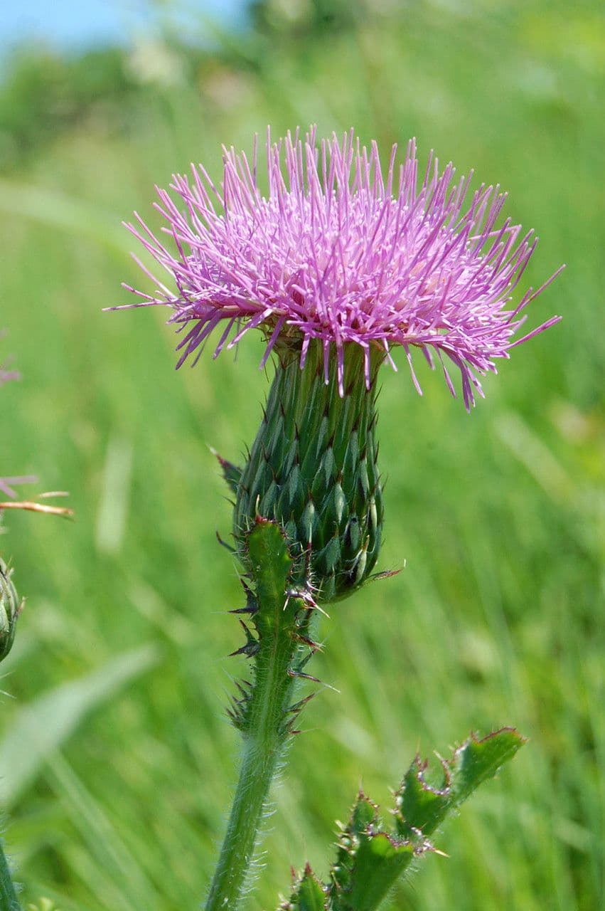 Cardo dei pascoli 4