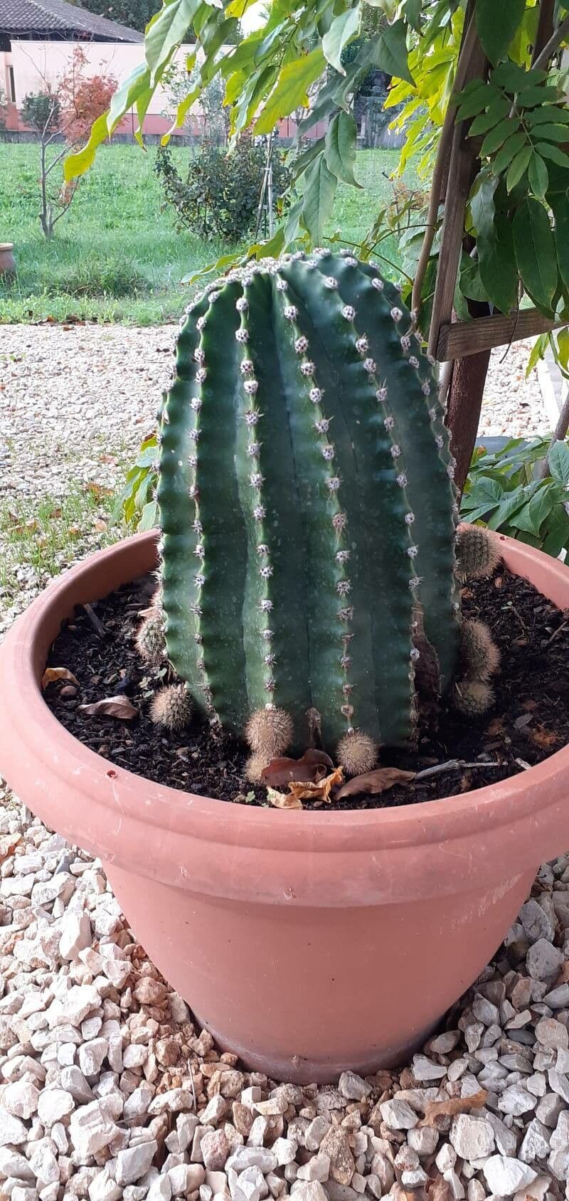 Echinopsis 18