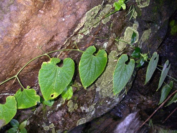 Polyclathra 6