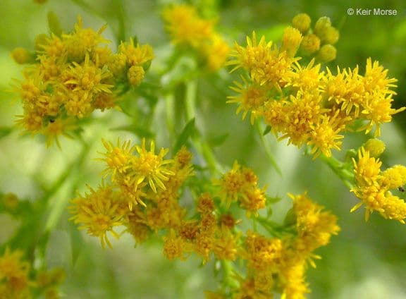 Solidago occidentale 2