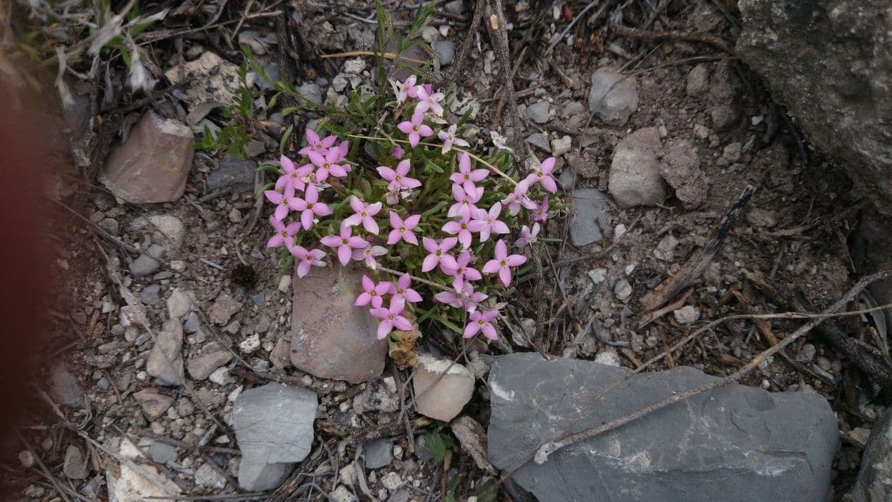 Houstonia rossa 10