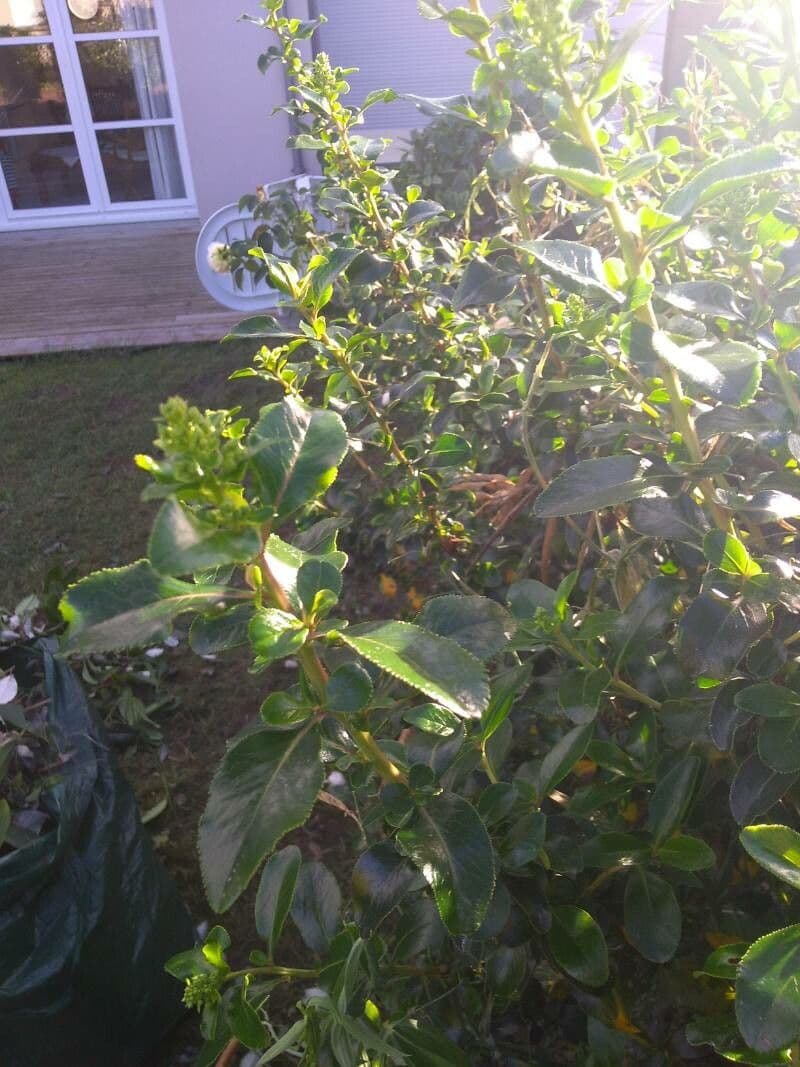 Escallonia 4