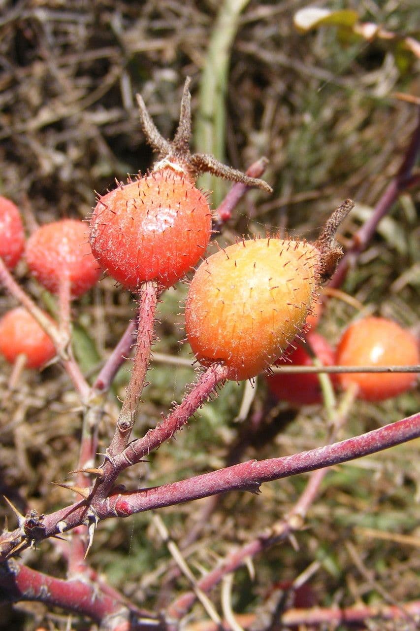 Rosa tomentosa 4
