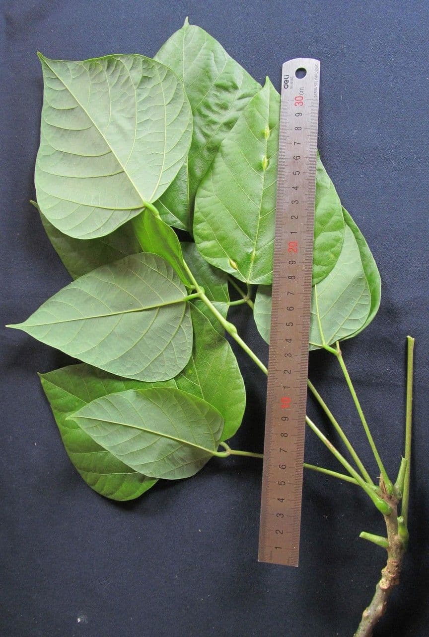 Erythrina garbatá 22