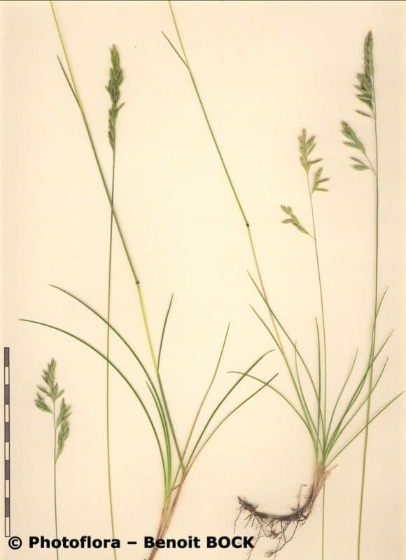 Festuca marginata 19
