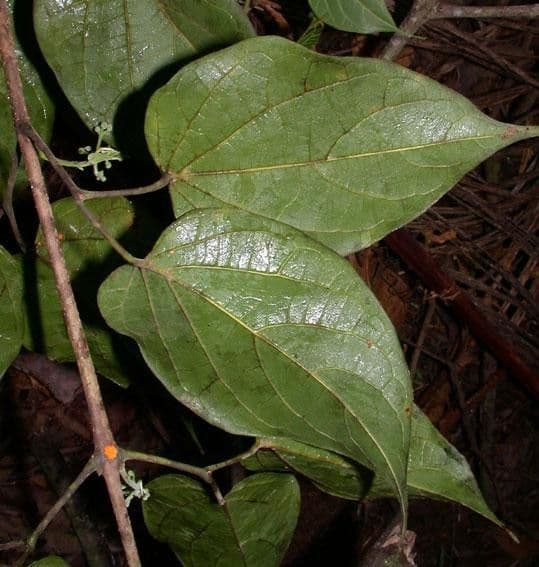Lundia 8