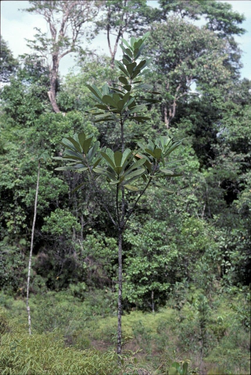 Himatanthus 4