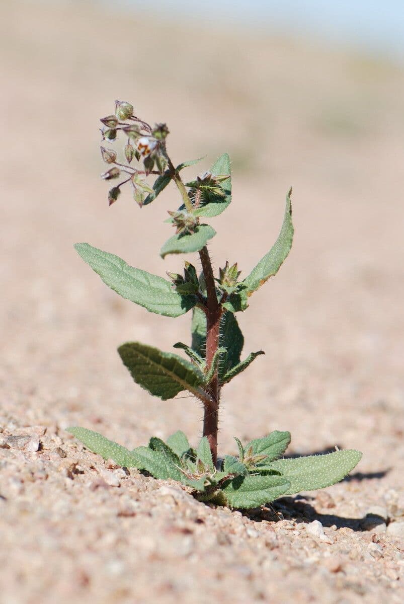 Trichodesma 17
