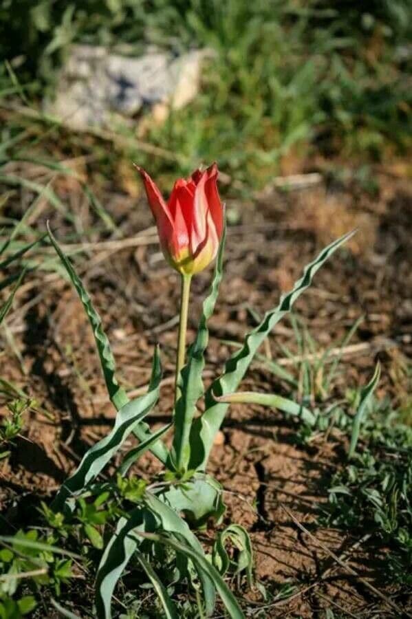 Aleppo-Tulpe