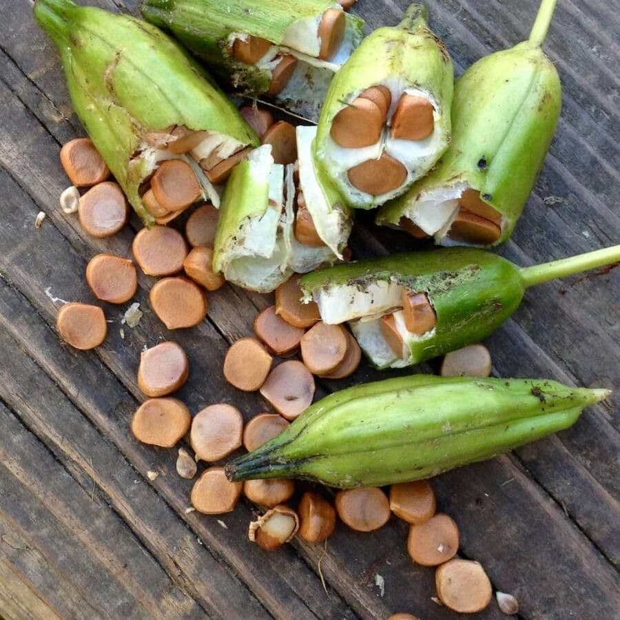 Sumpf-Schwertlilie 5