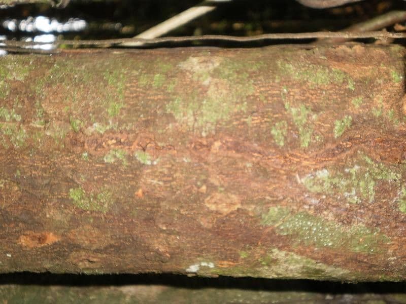 Trichilia 9