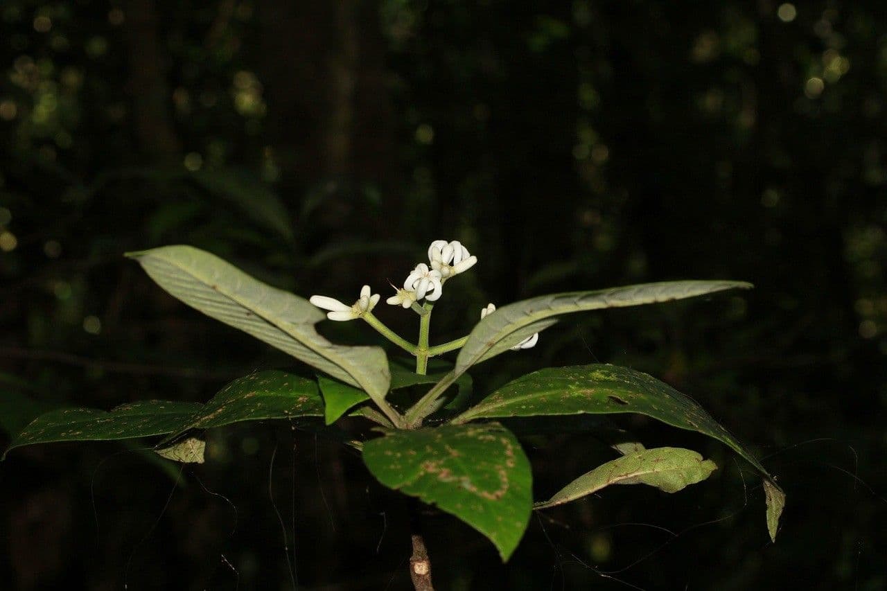 Psychotria 3
