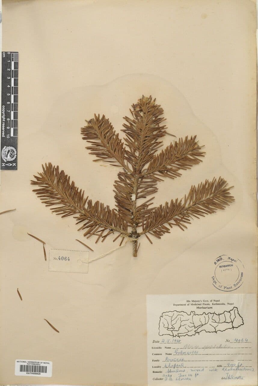 Abete dell'Himalaya 11