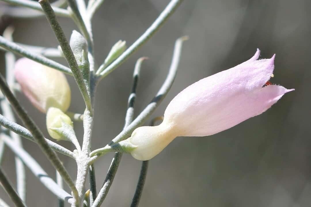 Eremophila