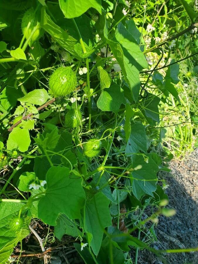 Zucca spinosa 3
