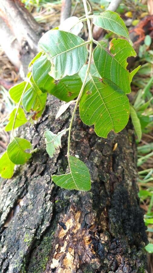Muiracatiara 3
