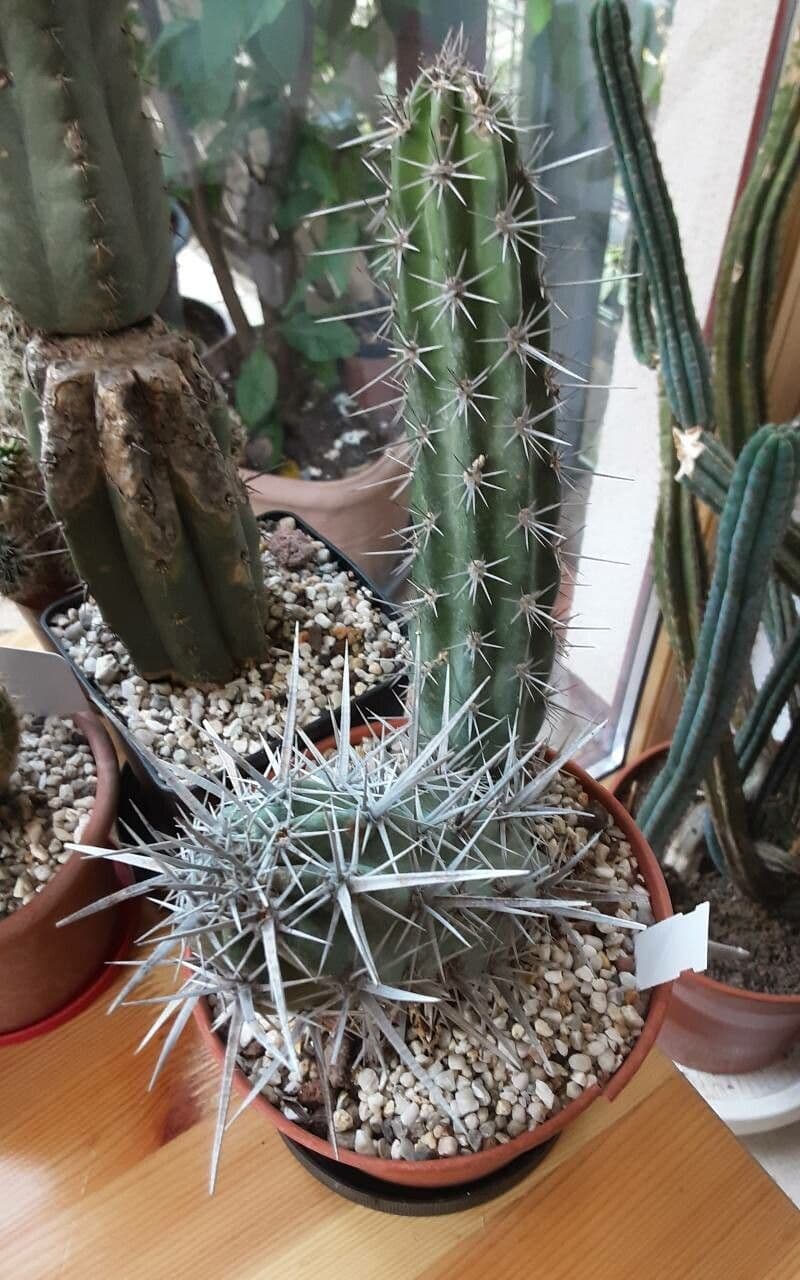 Pitaya agria