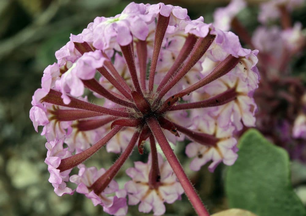 Abronia umbellata 9
