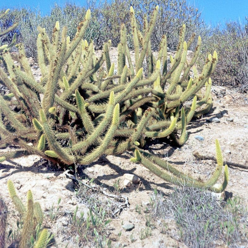 Cactus serpente dorato 2