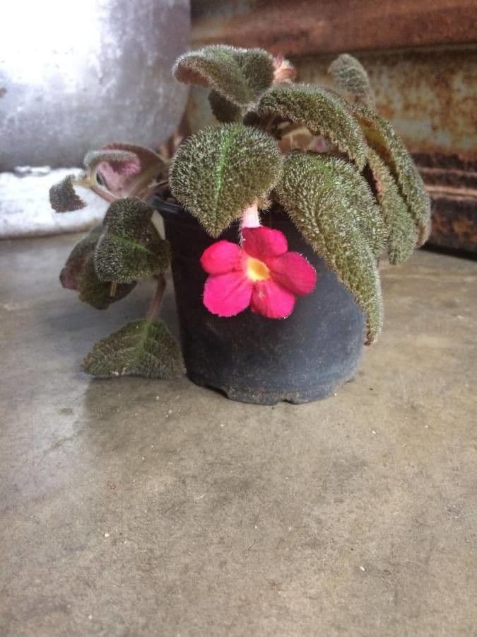 Episcia cupreata 5