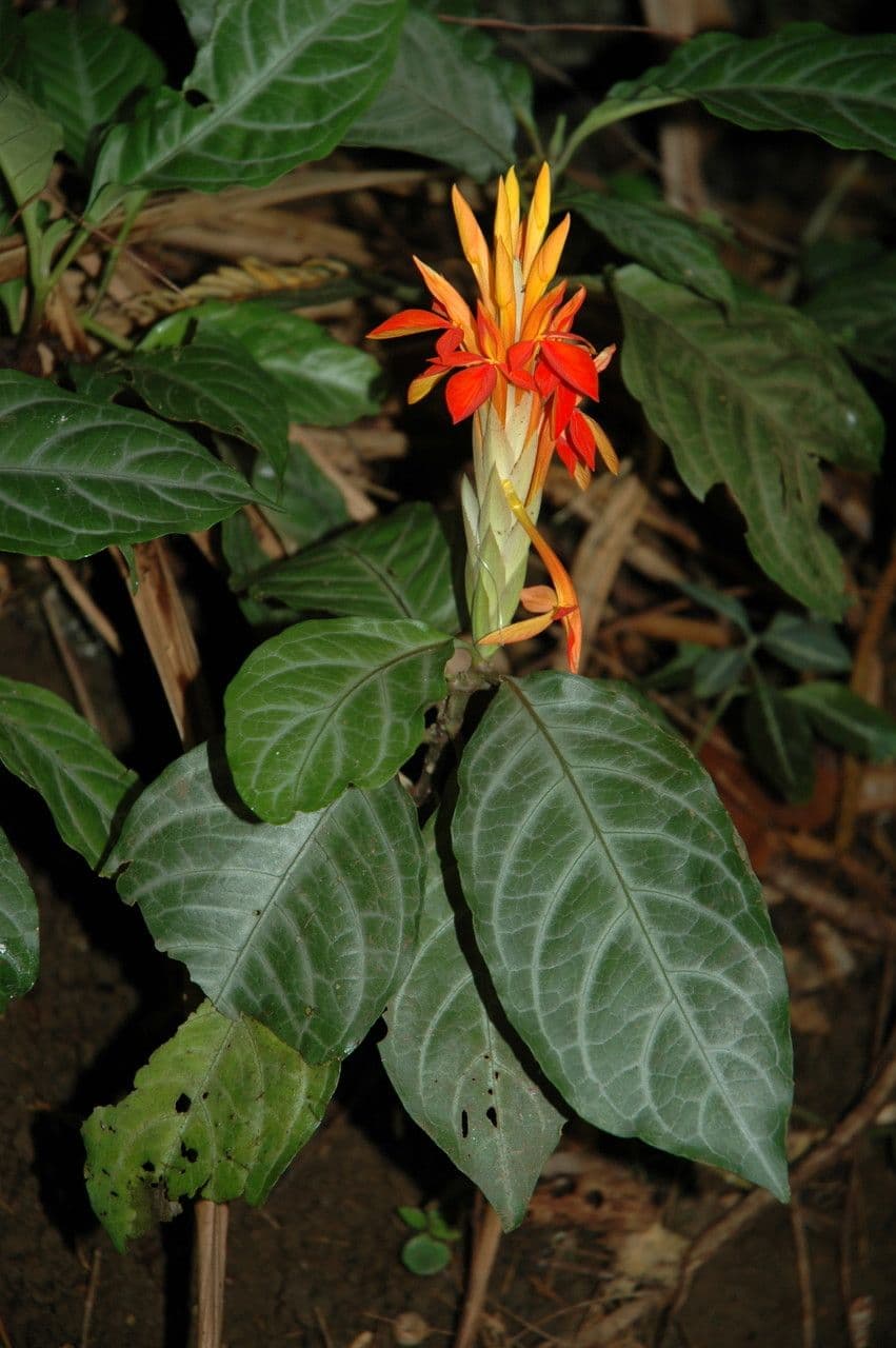 Aphelandra aurantiaca 3