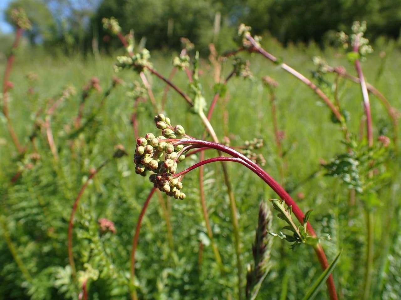 Filipendula comune 3