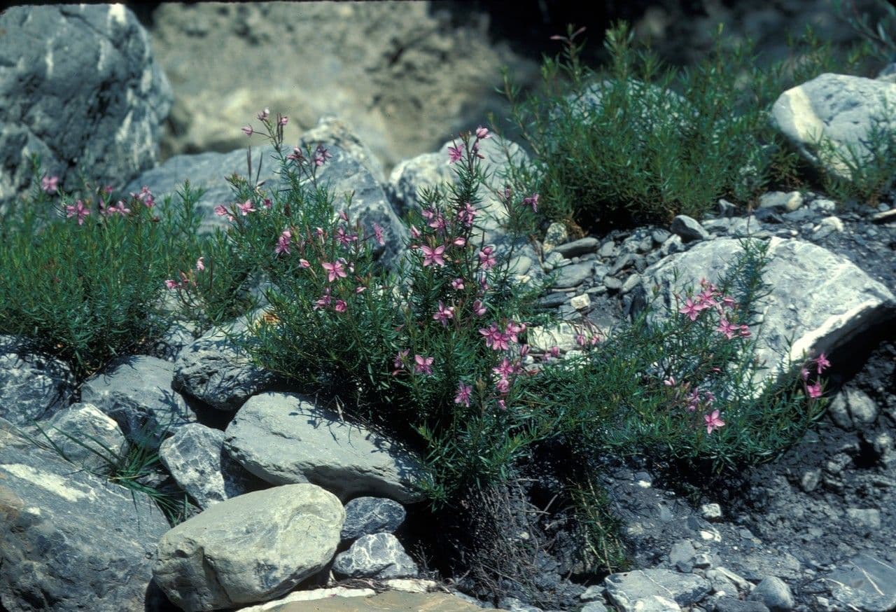 Épilobe 6