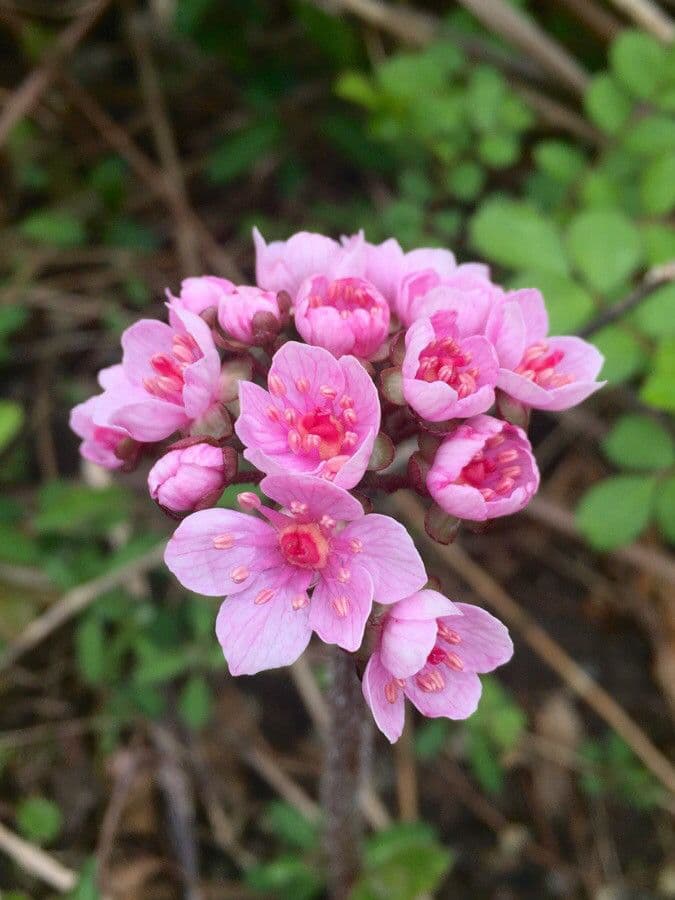 Schildblatt 9