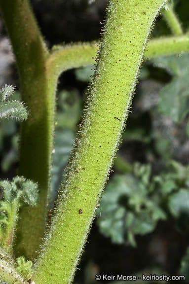 Facelia pedicellata 19