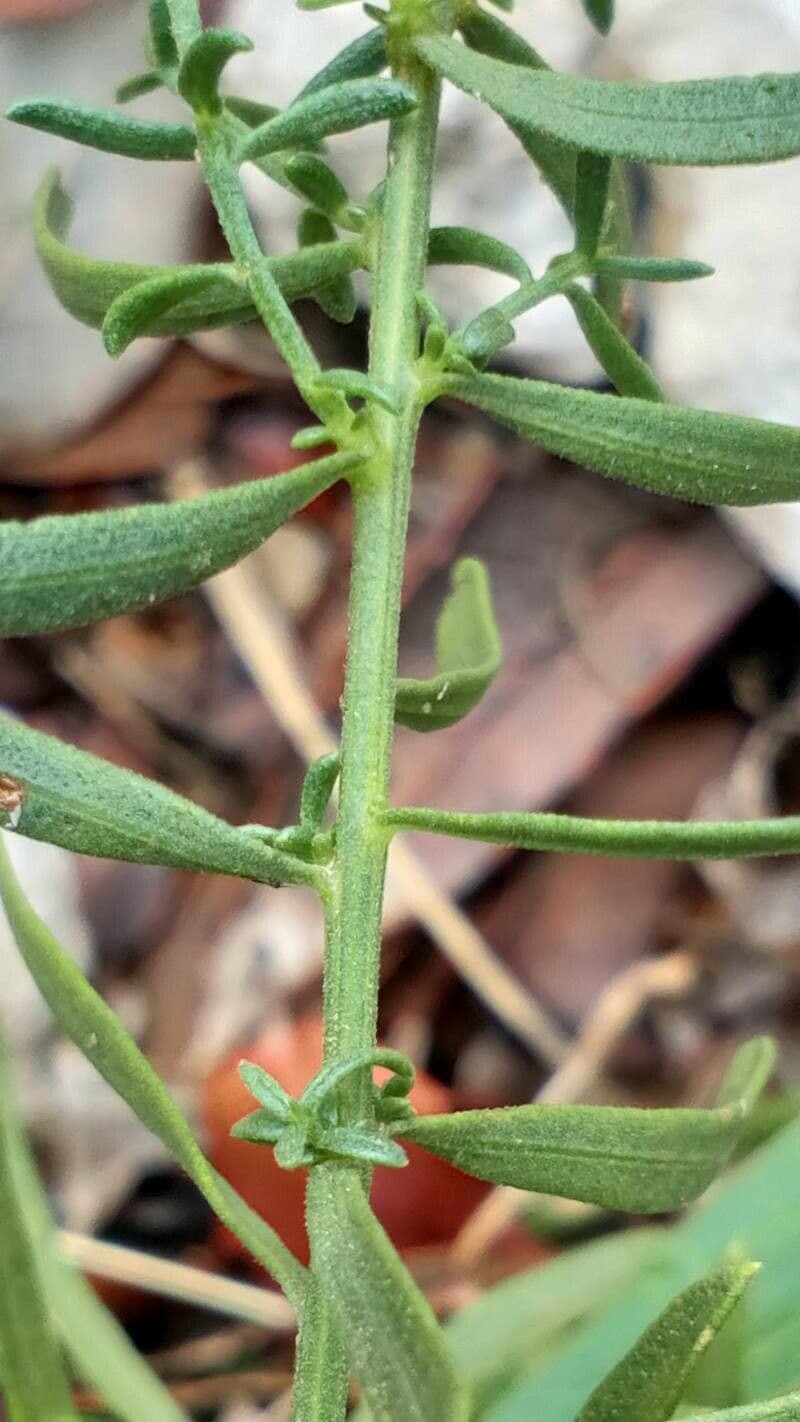 Galatella sedifolia 19