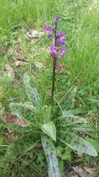 Stattliches Knabenkraut 25