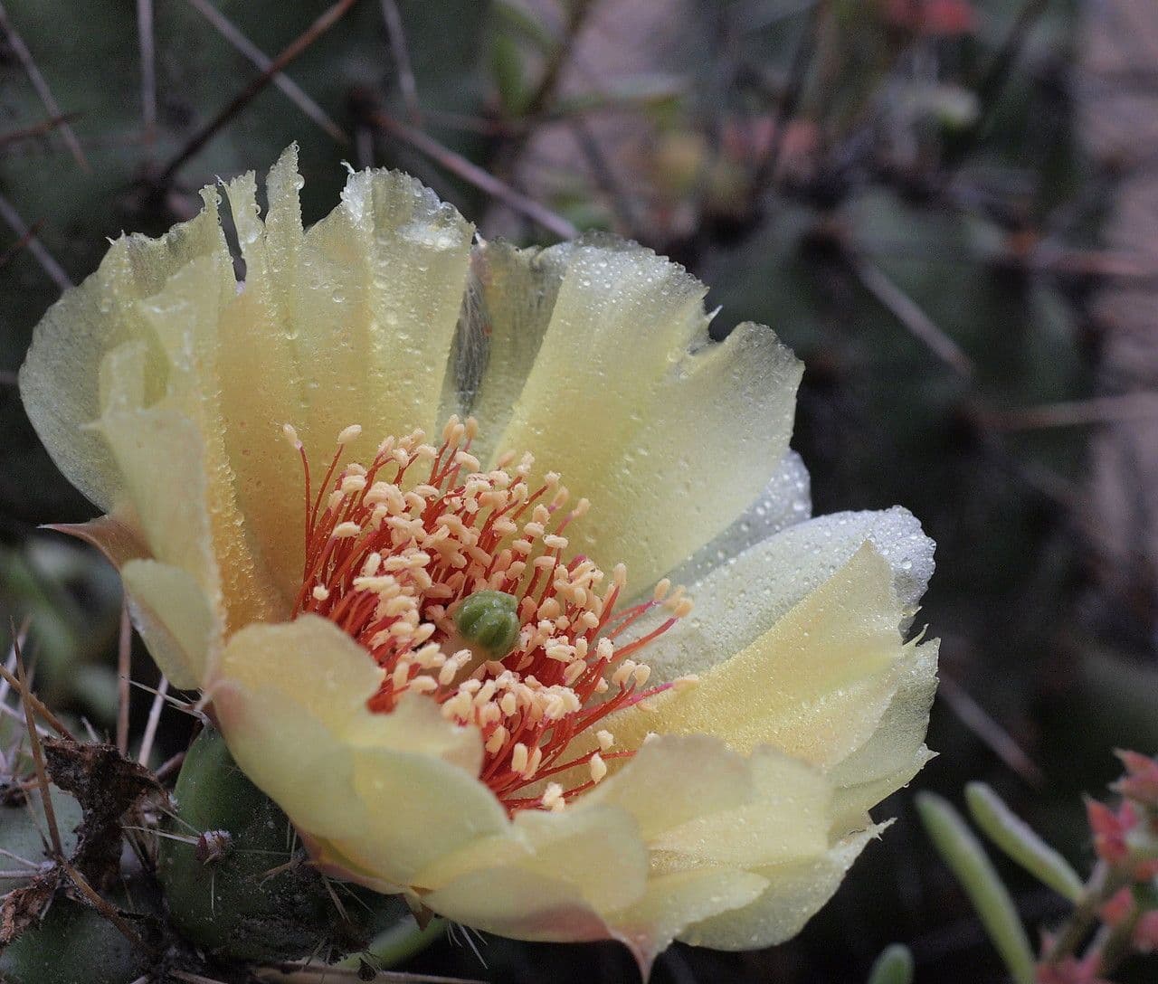 Nopal 4