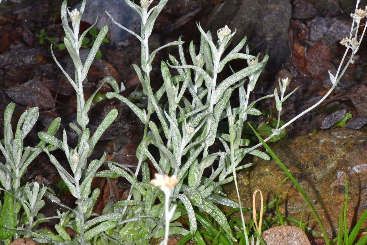Pseudognaphalium stramineum 8