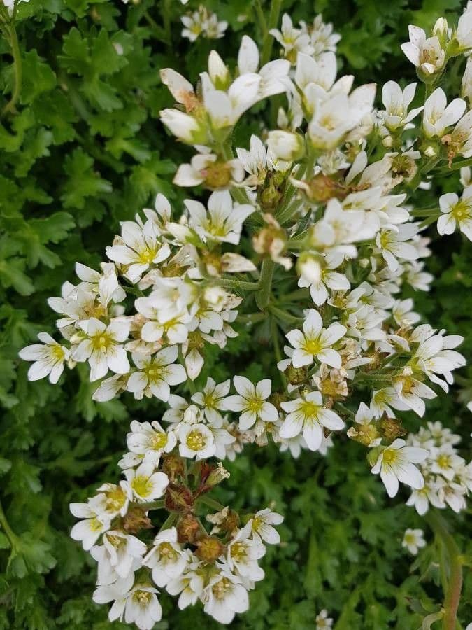 Saxifraga 6