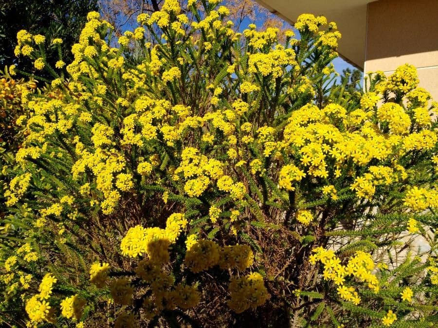 Euryops 11