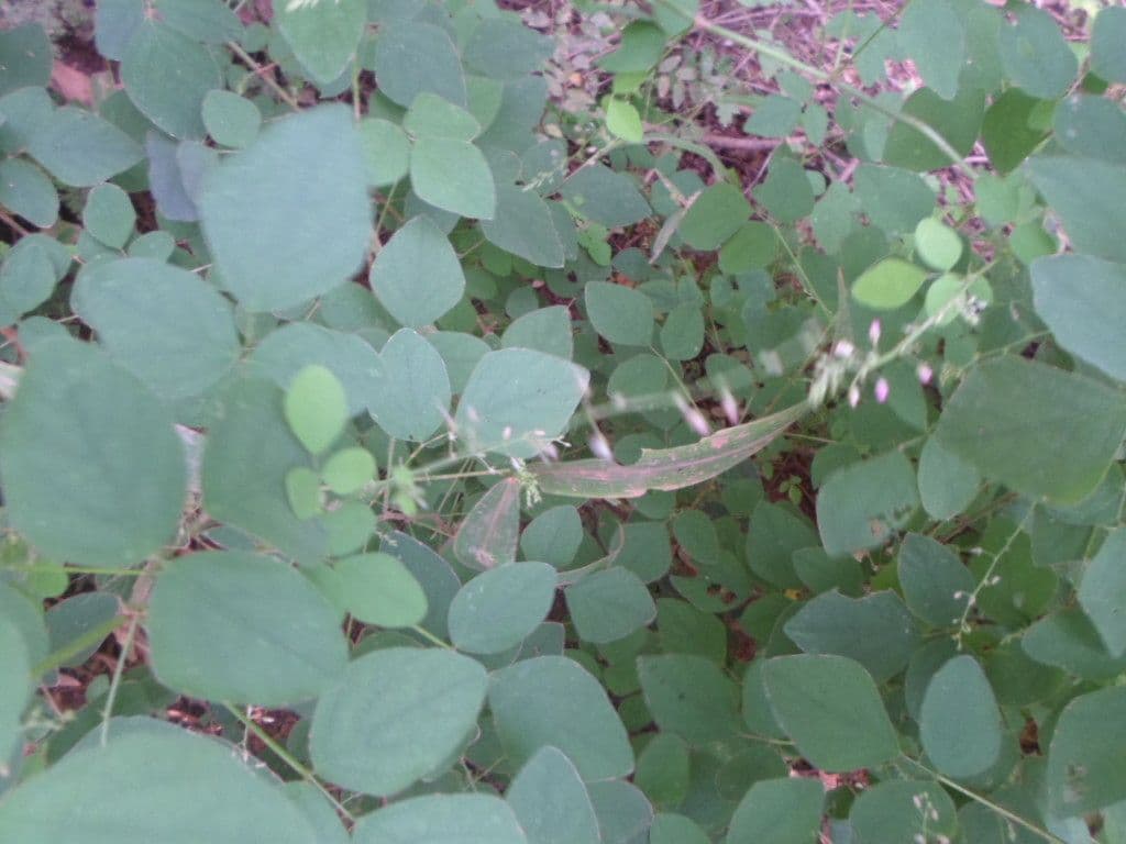 Desmodium 3