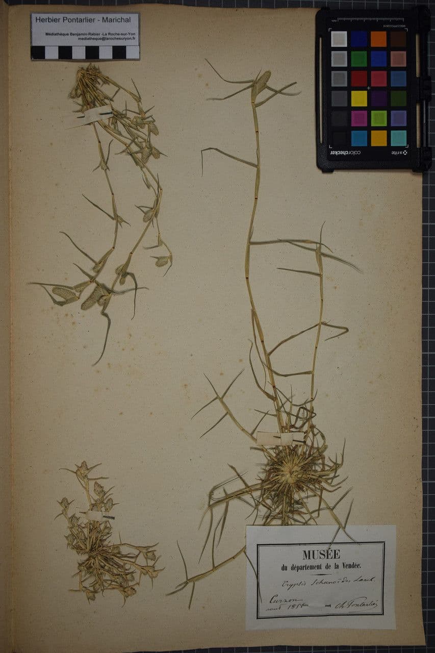Crypsis schoenoides 27