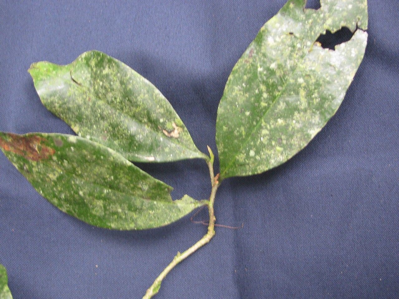 Desmopsis 15