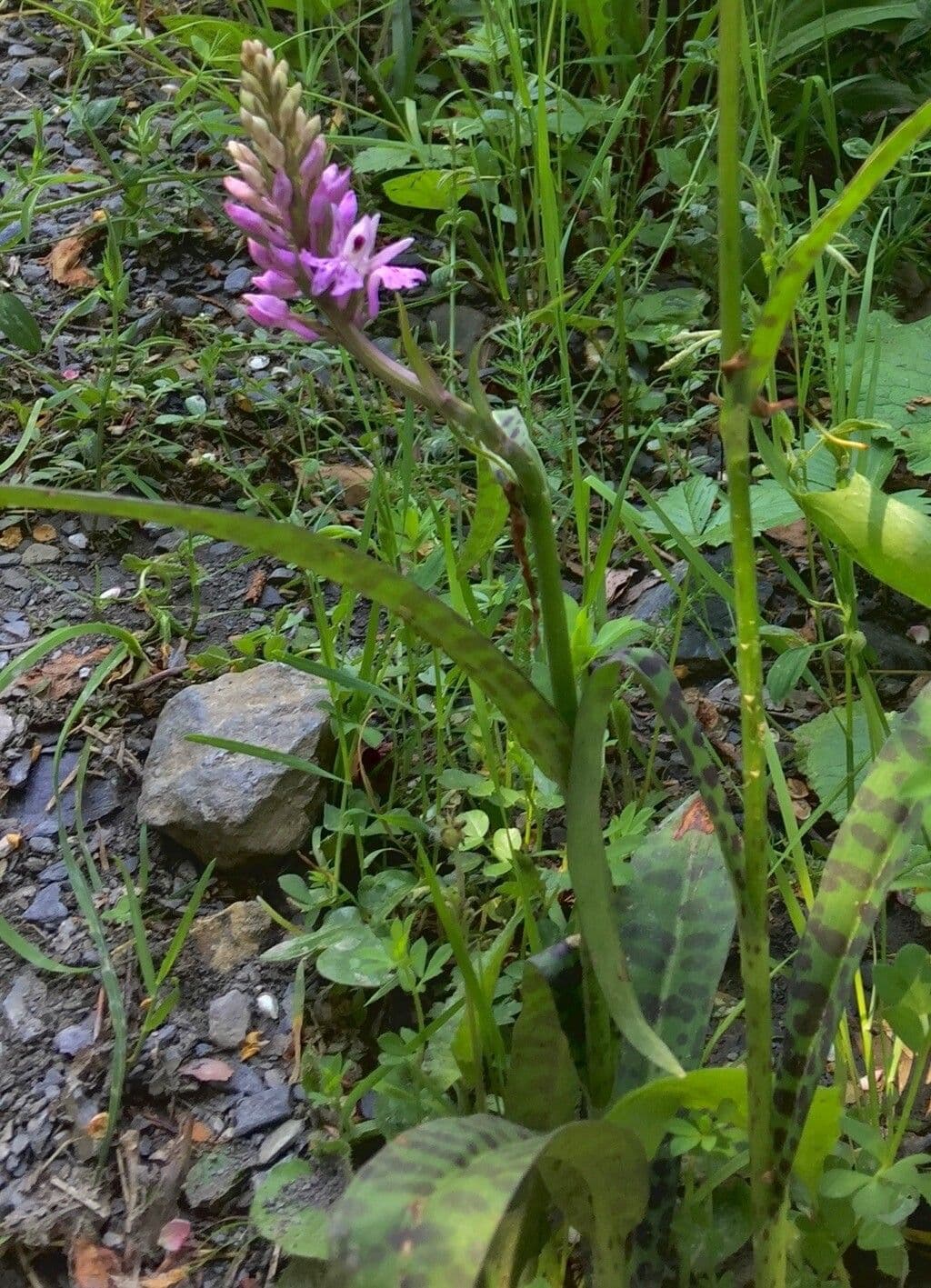 Orchidea di Fuchs 17