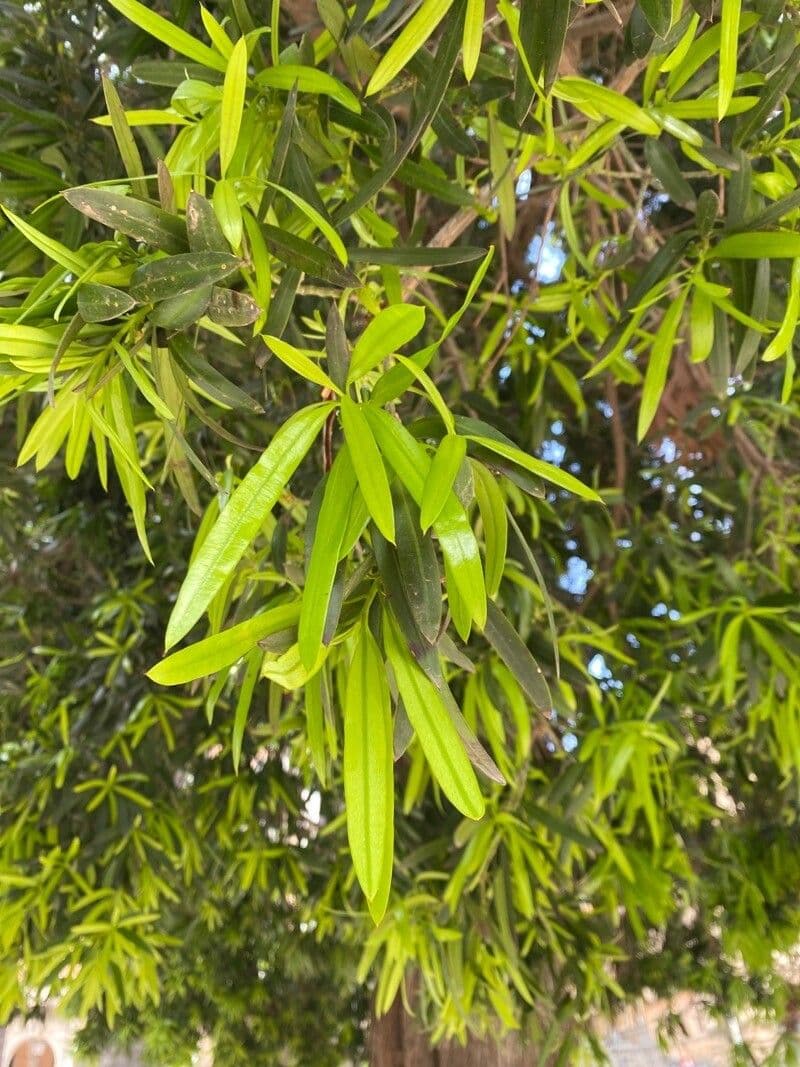 Hohe Podocarpus 9