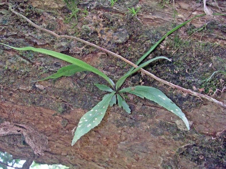 Asplenium serratum 7